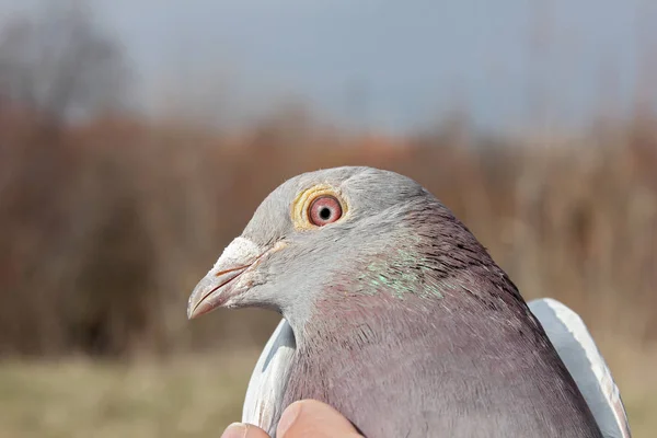 Nahaufnahme Des Gesichts Einer Taube — Stockfoto