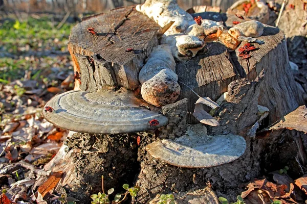 Baumstumpf Mit Einigen Holzigen Pilzen — Stockfoto