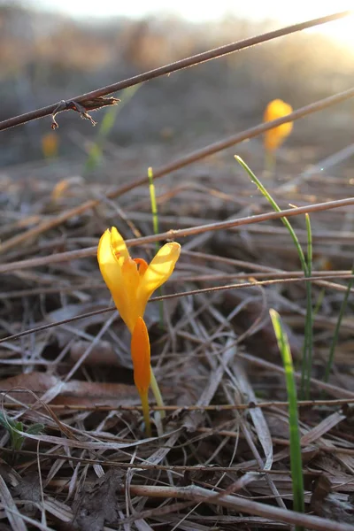 Crocus Beginng Van Lente — Stockfoto