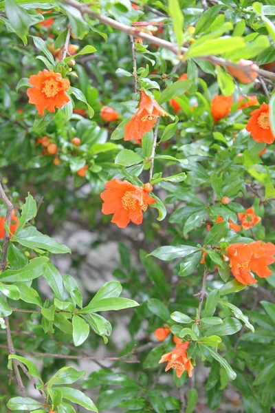 Bloeiende Granaatappel Boom Met Een Rode Bloemen — Stockfoto
