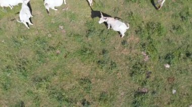 İneklerin boğa bir alanda bir hava resmi