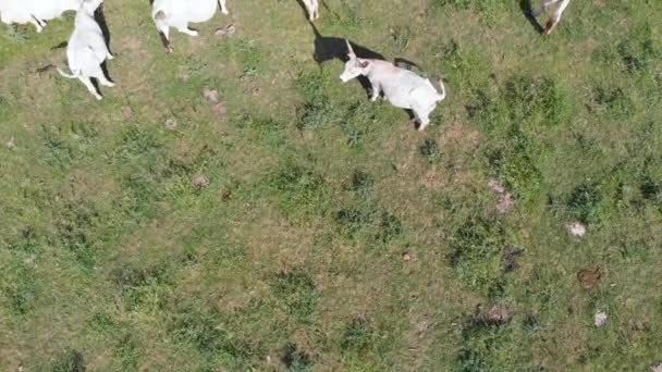 牛在田野中的空中形象 — 图库视频影像