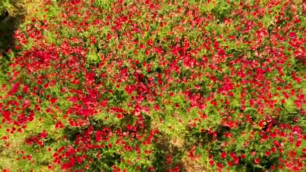Aerial View Red Poppy Field — Stock Video