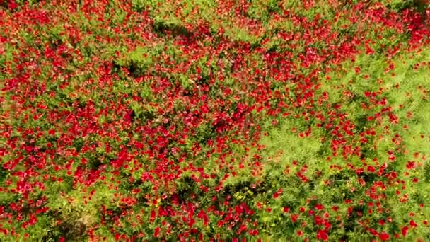 Luftaufnahme Des Roten Mohnfeldes — Stockvideo