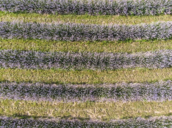 Hermosas Flores Lavanda Desde Arriba Koroshegy — Foto de Stock