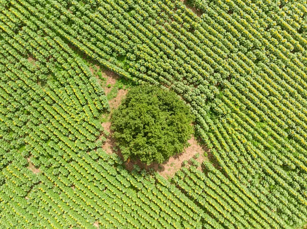 Vista Pájaro Del Campo Girasol — Foto de Stock