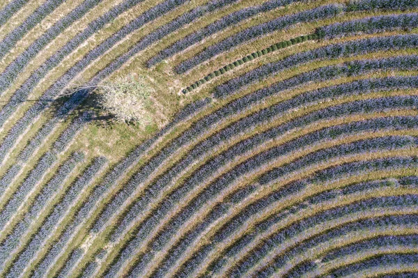 Wunderschöne Lavendelblüten Von Oben Koroshegy — Stockfoto