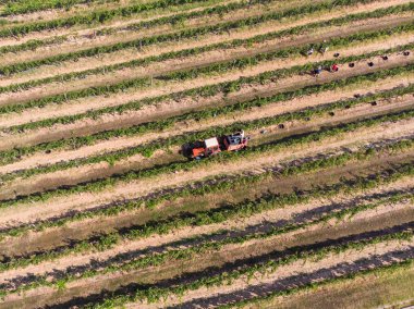 Boxesharvesting sonra üzüm toplama traktör