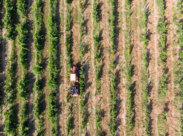 Тракторний Збір Винограду Після Збирання Ящиків — стокове фото