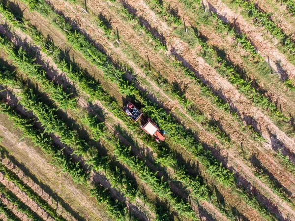 Тракторний Збір Винограду Після Збирання Ящиків — стокове фото