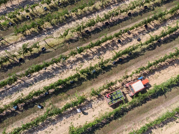 Traktor Samla Druvor Efter Boxesharvesting — Stockfoto