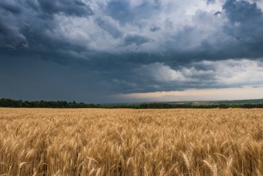 Buğday alan ve fırtınalı bulutlar, yaz yatay