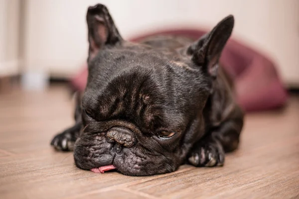 Bulldog Francese Che Dorme Letto — Foto Stock
