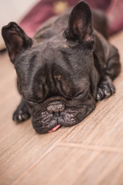 Französische Bulldogge Schläft Bett — Stockfoto