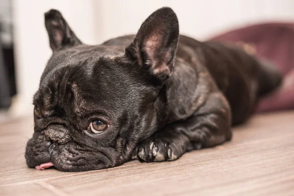 Bulldog Francese Che Dorme Letto — Foto Stock