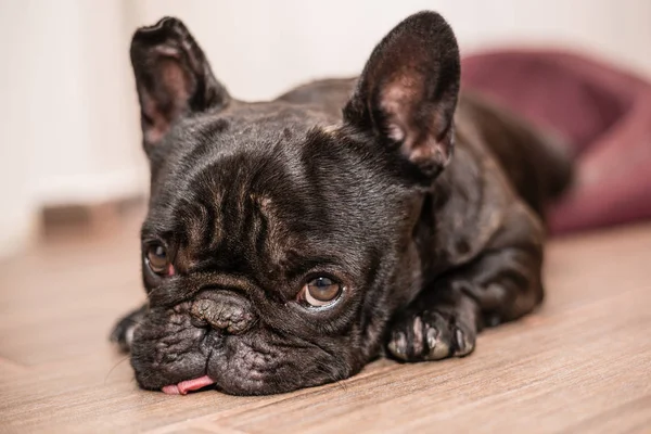 Franse Bulldog Slapen Bed — Stockfoto