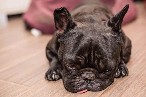 french bulldog sleeping in bed