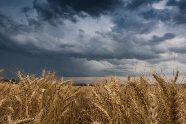 Summer Landscape Wheat Field Stormy Clouds — Stock Photo, Image