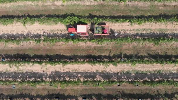 Tractor Collecting Grapes Harvesting — Stock Video