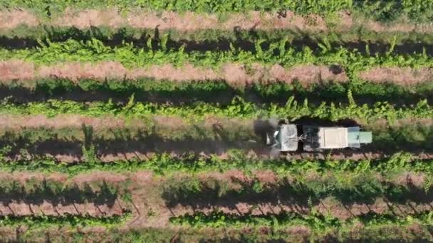 農家のトラクターでブドウの木を噴霧 — ストック動画