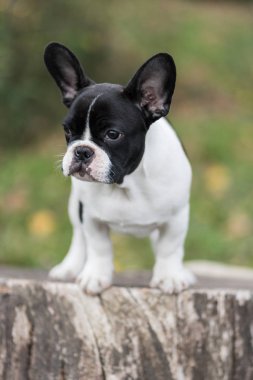 Genç Sevimli Fransız bulldog poz