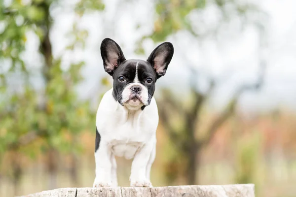 Schattige Jonge Franse Bulldog Poseren — Stockfoto