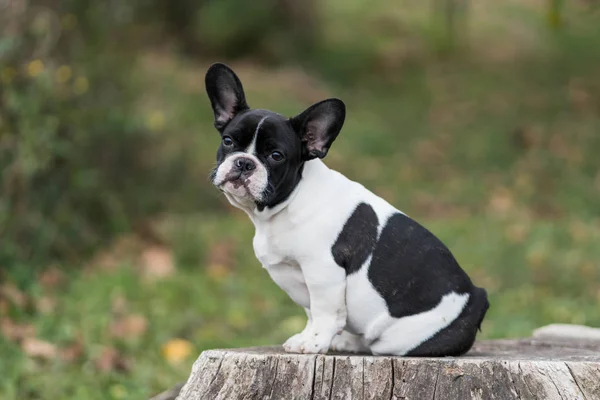 Schattige Jonge Franse Bulldog Poseren — Stockfoto