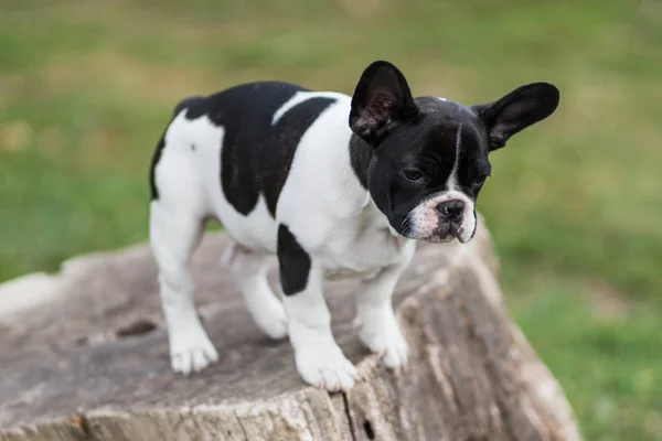 Schattige Jonge Franse Bulldog Poseren — Stockfoto