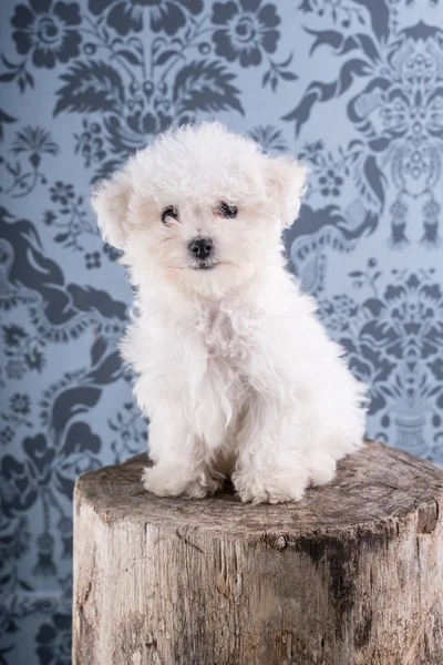Cute Bichon Frise Puppy Studio — Stock Photo, Image