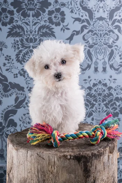 Cute Bichon Frise Puppy Studio — Stock Photo, Image