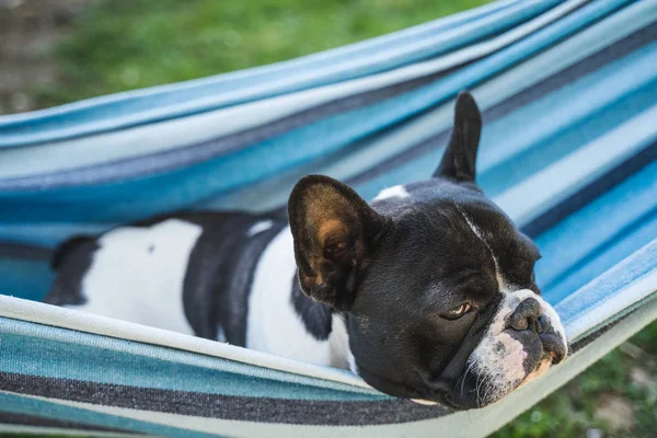 young cute french bulldog relaxing