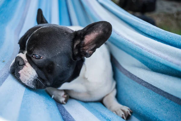 Young cute french bulldog relaxing — 스톡 사진