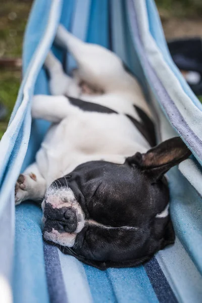 young cute french bulldog relaxing