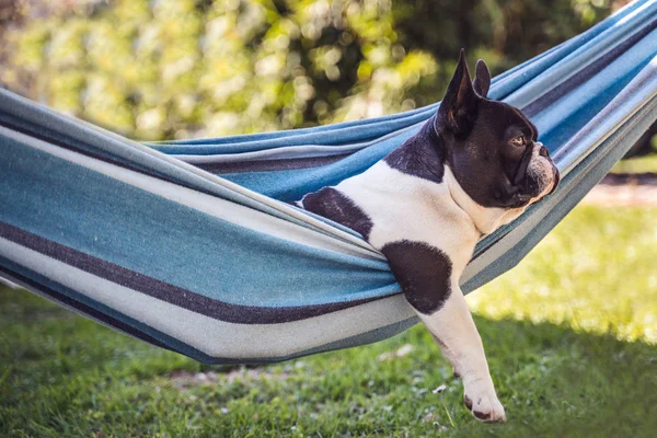 young cute french bulldog relaxing