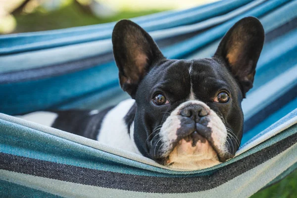 young cute french bulldog relaxing