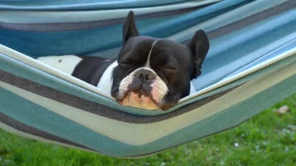年轻可爱的法国斗牛犬在吊床上放松 — 图库视频影像