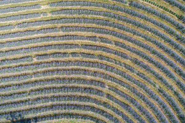 Beautiful lavender  flowers from above — Stock Photo, Image