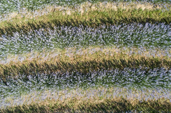 Красивые лавандовые цветы сверху в корошегах — стоковое фото