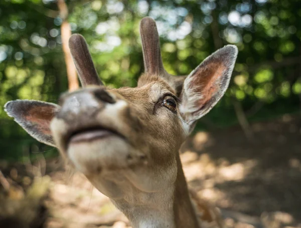 deer staring straight back at the camera -