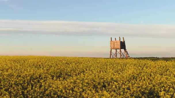 Canola Campo Com Hunter Alta Stand — Vídeo de Stock