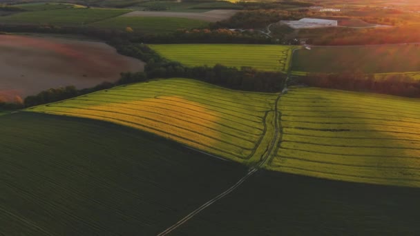 Campo Canola Con Hunter Soporte Alto — Vídeos de Stock