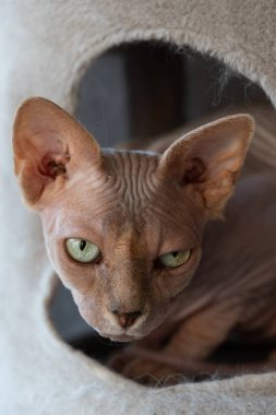 Kanada Sfenksi. yeşil gözlü kel kedi