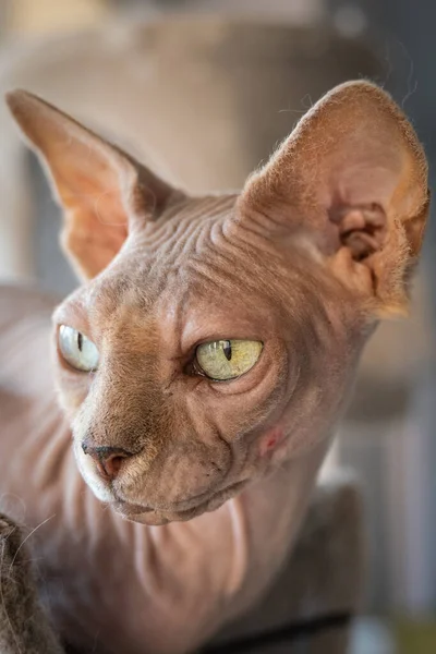 Canadian Sphinx Green Eyed Bald Cat — Stock Photo, Image