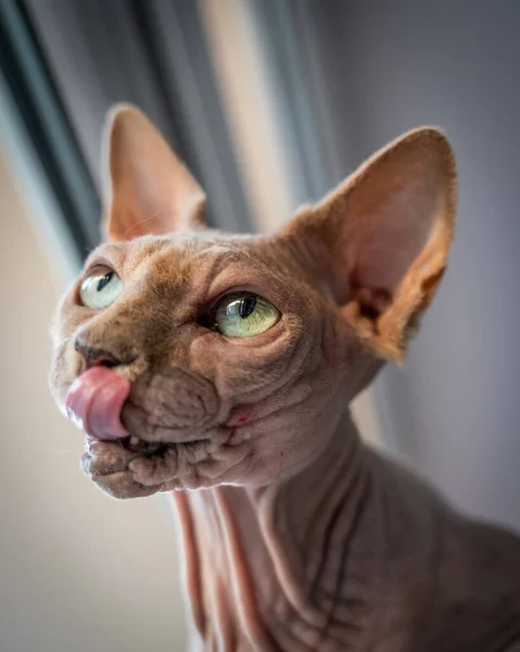 Canadian Sphinx Green Eyed Bald Cat — Stock Photo, Image