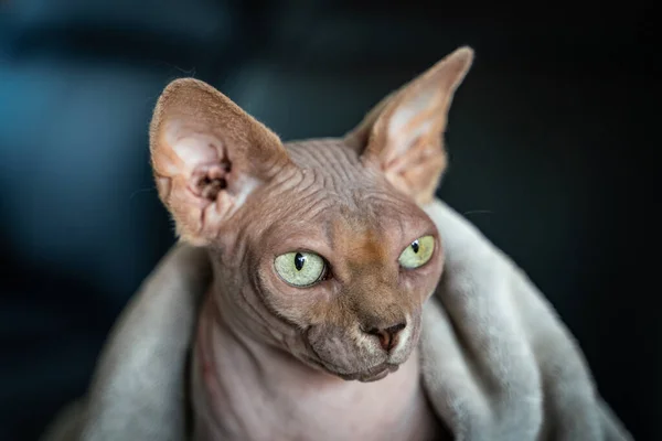 Sphinx Canadien Chat Chauve Aux Yeux Verts — Photo