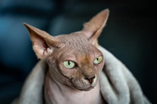 Esfinge Canadiense Gato Calvo Ojos Verdes — Foto de Stock