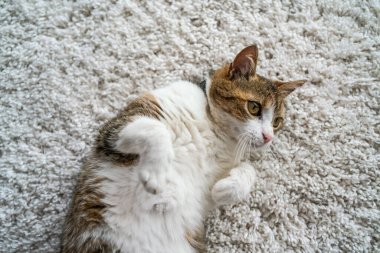 Evdeki güzel kedi portresi