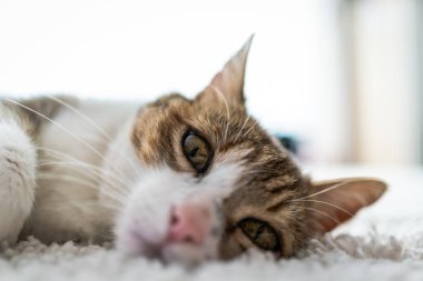 Evdeki güzel kedi portresi