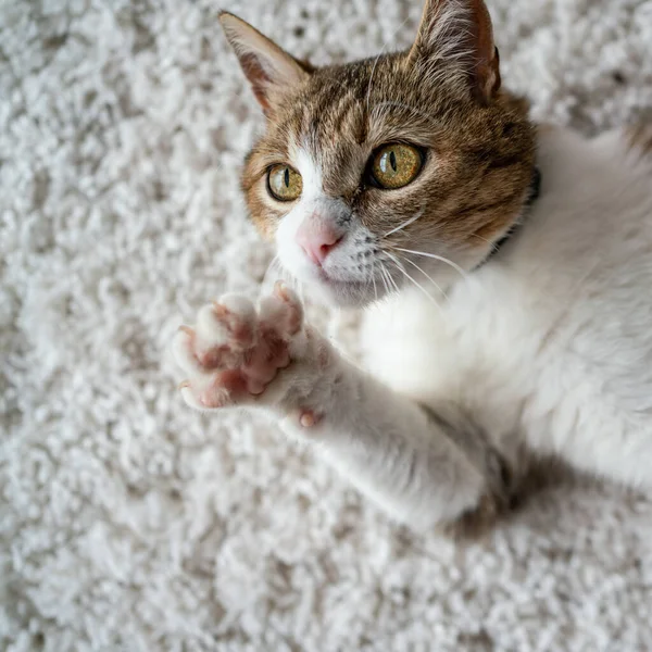 Beautiful Cat Portrait Home — Stock Photo, Image