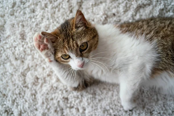 Schönes Katzenporträt Hause — Stockfoto